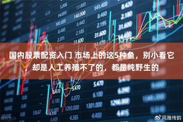 国内股票配资入门 市场上的这5种鱼，别小看它，却是人工养殖不了的，都是纯野生的
